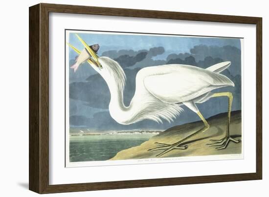 Great White Heron, Male Adult, Spring Plumage, 1835-John James Audubon-Framed Giclee Print