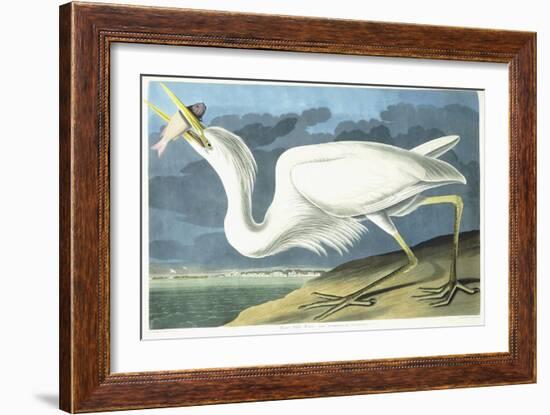 Great White Heron, Male Adult, Spring Plumage, 1835-John James Audubon-Framed Giclee Print