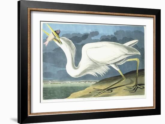 Great White Heron, Male Adult, Spring Plumage, 1835-John James Audubon-Framed Giclee Print