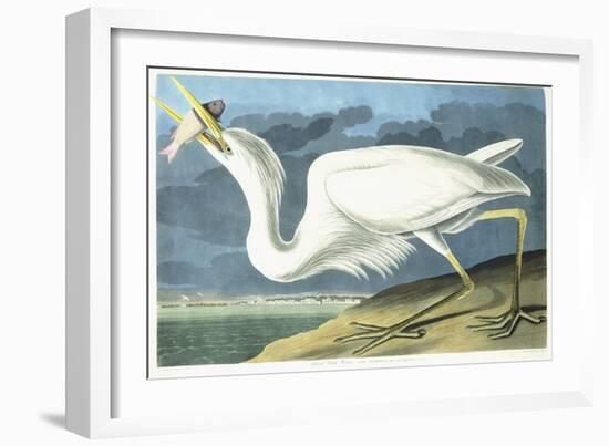 Great White Heron, Male Adult, Spring Plumage, 1835-John James Audubon-Framed Giclee Print