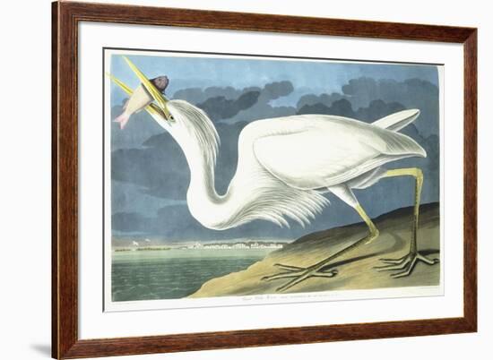 Great White Heron, Male Adult, Spring Plumage, 1835-John James Audubon-Framed Giclee Print