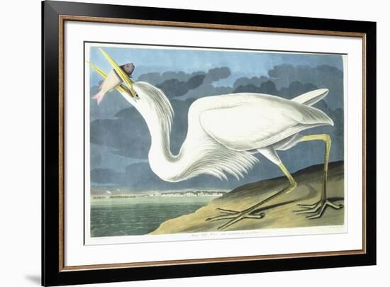 Great White Heron, Male Adult, Spring Plumage, 1835-John James Audubon-Framed Giclee Print