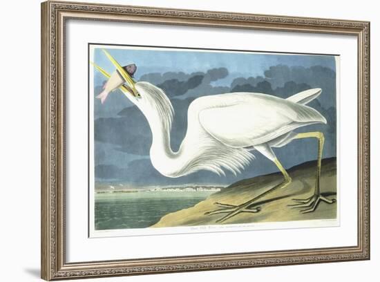 Great White Heron, Male Adult, Spring Plumage, 1835-John James Audubon-Framed Giclee Print