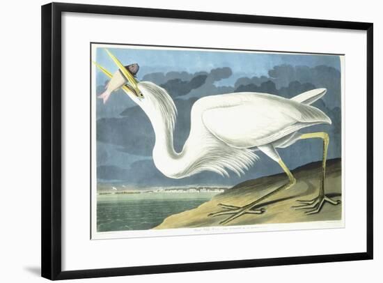 Great White Heron, Male Adult, Spring Plumage, 1835-John James Audubon-Framed Giclee Print