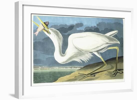 Great White Heron, Male Adult, Spring Plumage, 1835-John James Audubon-Framed Giclee Print