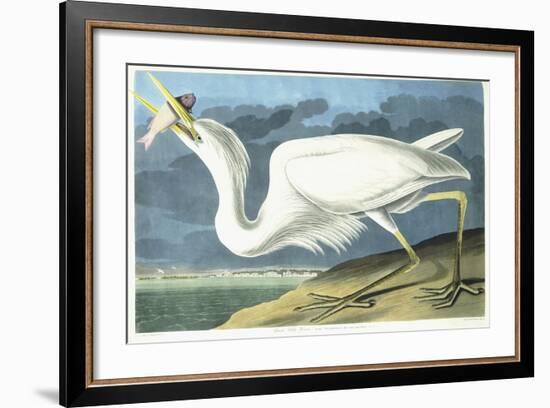 Great White Heron, Male Adult, Spring Plumage, 1835-John James Audubon-Framed Giclee Print