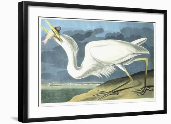 Great White Heron, Male Adult, Spring Plumage, 1835-John James Audubon-Framed Giclee Print