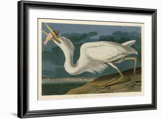 Great White Heron-John James Audubon-Framed Art Print