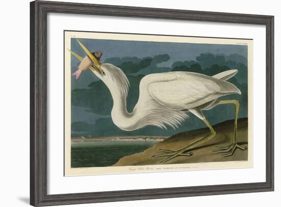 Great White Heron-John James Audubon-Framed Art Print