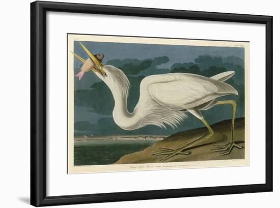 Great White Heron-John James Audubon-Framed Art Print