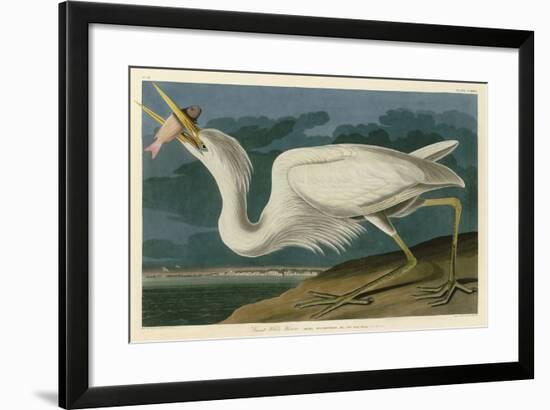 Great White Heron-John James Audubon-Framed Art Print