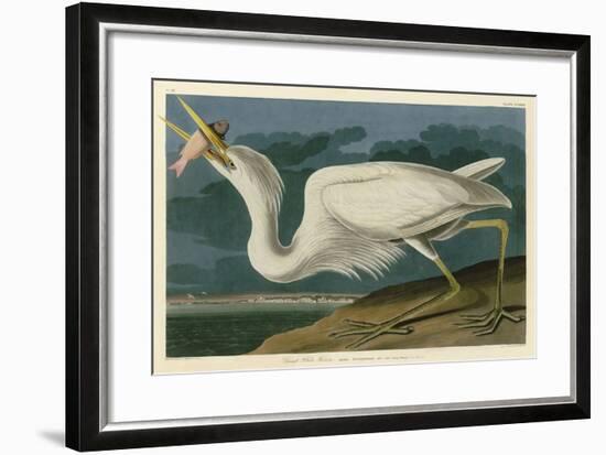 Great White Heron-John James Audubon-Framed Art Print