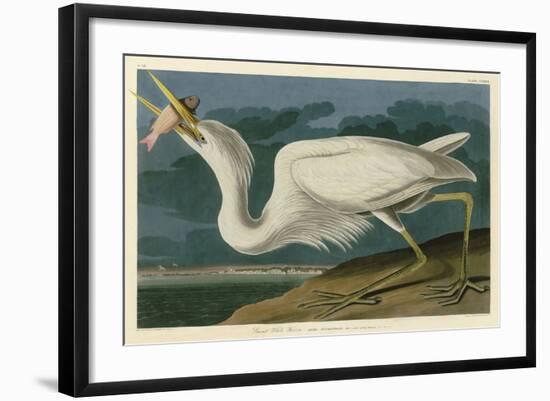 Great White Heron-John James Audubon-Framed Art Print