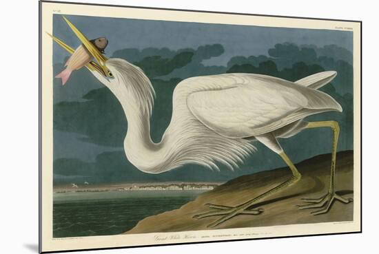Great White Heron-John James Audubon-Mounted Art Print