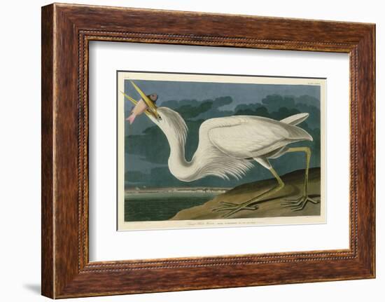 Great White Heron-John James Audubon-Framed Art Print