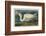 Great White Heron-John James Audubon-Framed Art Print