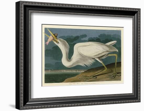 Great White Heron-John James Audubon-Framed Art Print