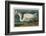 Great White Heron-John James Audubon-Framed Art Print