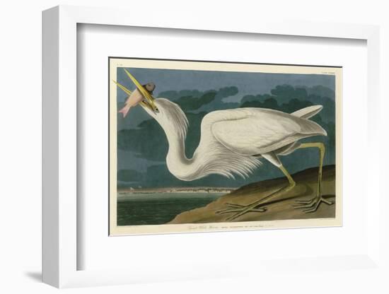 Great White Heron-John James Audubon-Framed Art Print