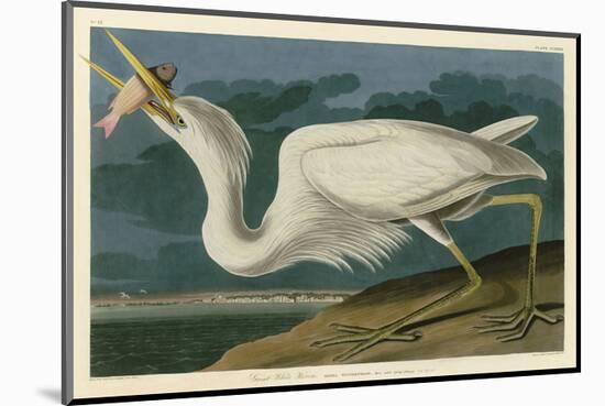 Great White Heron-John James Audubon-Mounted Art Print