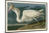 Great White Heron-John James Audubon-Mounted Art Print