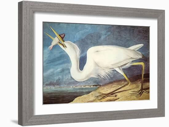 Great White Heron-John James Audubon-Framed Art Print