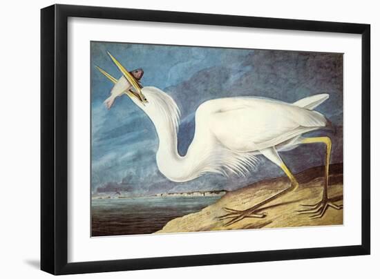 Great White Heron-John James Audubon-Framed Art Print