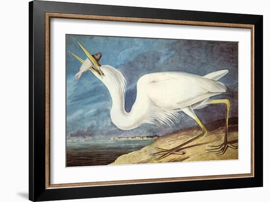 Great White Heron-John James Audubon-Framed Art Print