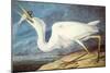 Great White Heron-John James Audubon-Mounted Art Print