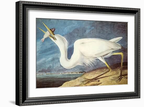 Great White Heron-John James Audubon-Framed Art Print