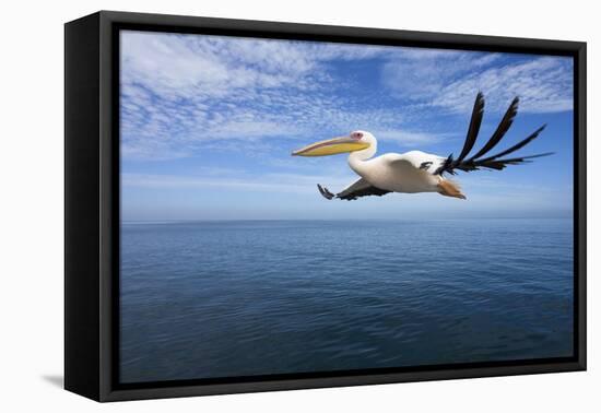 Great White Pelican in Flight over the Atlantic-null-Framed Premier Image Canvas