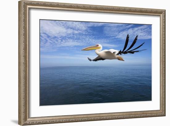 Great White Pelican in Flight over the Atlantic-null-Framed Photographic Print