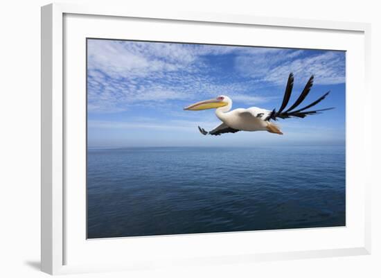 Great White Pelican in Flight over the Atlantic-null-Framed Photographic Print