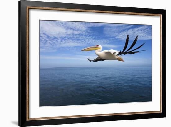 Great White Pelican in Flight over the Atlantic-null-Framed Photographic Print