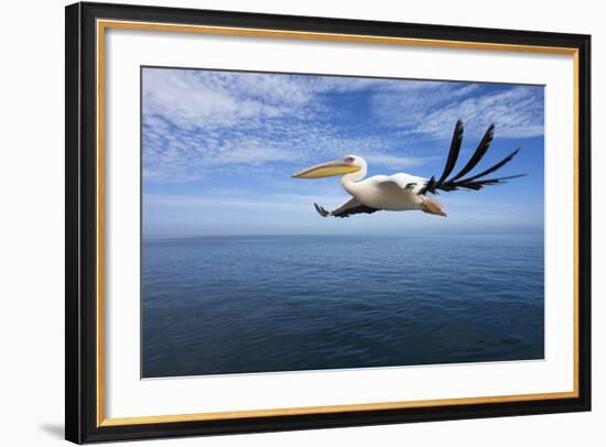 Great White Pelican in Flight over the Atlantic-null-Framed Photographic Print