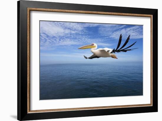 Great White Pelican in Flight over the Atlantic-null-Framed Photographic Print