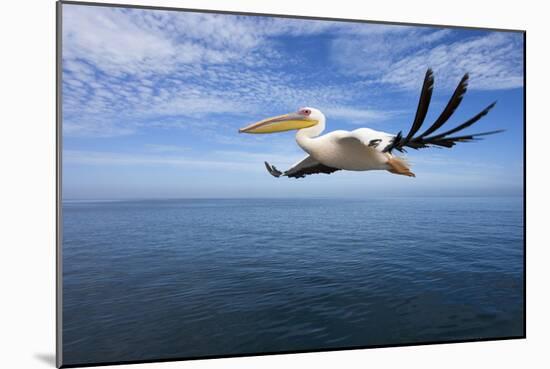 Great White Pelican in Flight over the Atlantic-null-Mounted Photographic Print