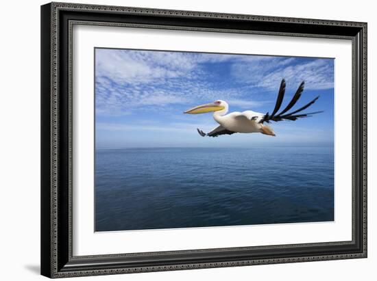 Great White Pelican in Flight over the Atlantic-null-Framed Photographic Print