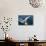 Great White Pelican Landing on Ocean (Pelecanus Onocrotalus)-Reinhard Dirscherl-Photographic Print displayed on a wall