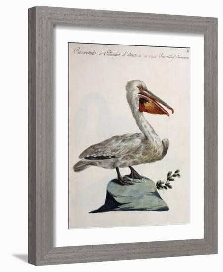 Great White Pelican or American Pelican (Onocrotalus Americanus)-null-Framed Giclee Print
