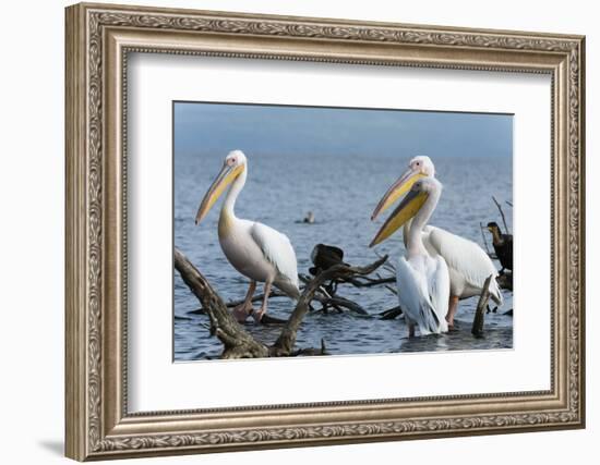 Great White Pelican (Pelecanus Onocrotalus), Lake Naivasha, Kenya, East Africa, Africa-Sergio Pitamitz-Framed Photographic Print