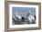 Great White Pelican (Pelecanus Onocrotalus), Lake Naivasha, Kenya, East Africa, Africa-Sergio Pitamitz-Framed Photographic Print