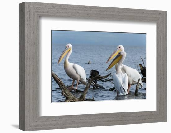 Great White Pelican (Pelecanus Onocrotalus), Lake Naivasha, Kenya, East Africa, Africa-Sergio Pitamitz-Framed Photographic Print