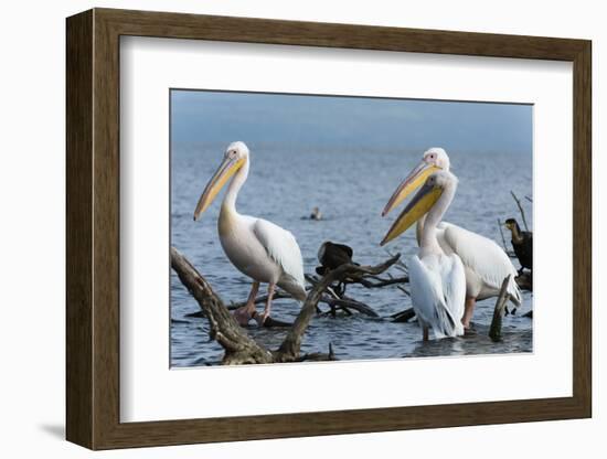 Great White Pelican (Pelecanus Onocrotalus), Lake Naivasha, Kenya, East Africa, Africa-Sergio Pitamitz-Framed Photographic Print