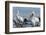 Great White Pelican (Pelecanus Onocrotalus), Lake Naivasha, Kenya, East Africa, Africa-Sergio Pitamitz-Framed Photographic Print