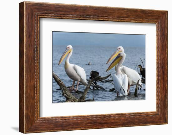 Great White Pelican (Pelecanus Onocrotalus), Lake Naivasha, Kenya, East Africa, Africa-Sergio Pitamitz-Framed Photographic Print