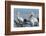 Great White Pelican (Pelecanus Onocrotalus), Lake Naivasha, Kenya, East Africa, Africa-Sergio Pitamitz-Framed Photographic Print
