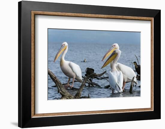 Great White Pelican (Pelecanus Onocrotalus), Lake Naivasha, Kenya, East Africa, Africa-Sergio Pitamitz-Framed Photographic Print