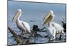 Great White Pelican (Pelecanus Onocrotalus), Lake Naivasha, Kenya, East Africa, Africa-Sergio Pitamitz-Mounted Photographic Print