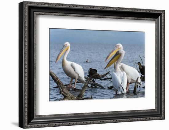 Great White Pelican (Pelecanus Onocrotalus), Lake Naivasha, Kenya, East Africa, Africa-Sergio Pitamitz-Framed Photographic Print